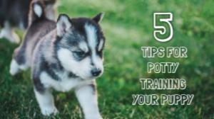 TIPS FOR POTTY TRAINING YOUR PUPPY